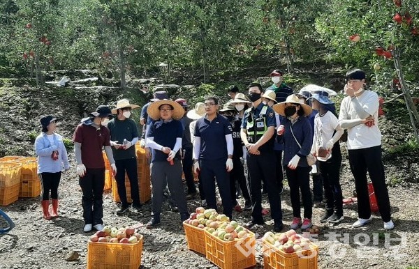 ▲ 단양읍사무소와 단양경찰서 중앙지구대가 지난 4일 단양읍 심곡리 한 과수원에서 태풍으로 떨어진 사과 줍기 일손 돕기를 마치고 사진촬영을 하고 있다. 사진 중앙지구대