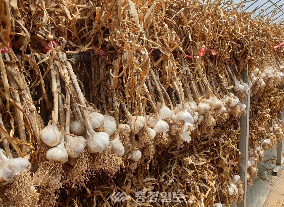 ▲ 단양군 대표 농특산물 '단양황토마늘'. 사진 단양군