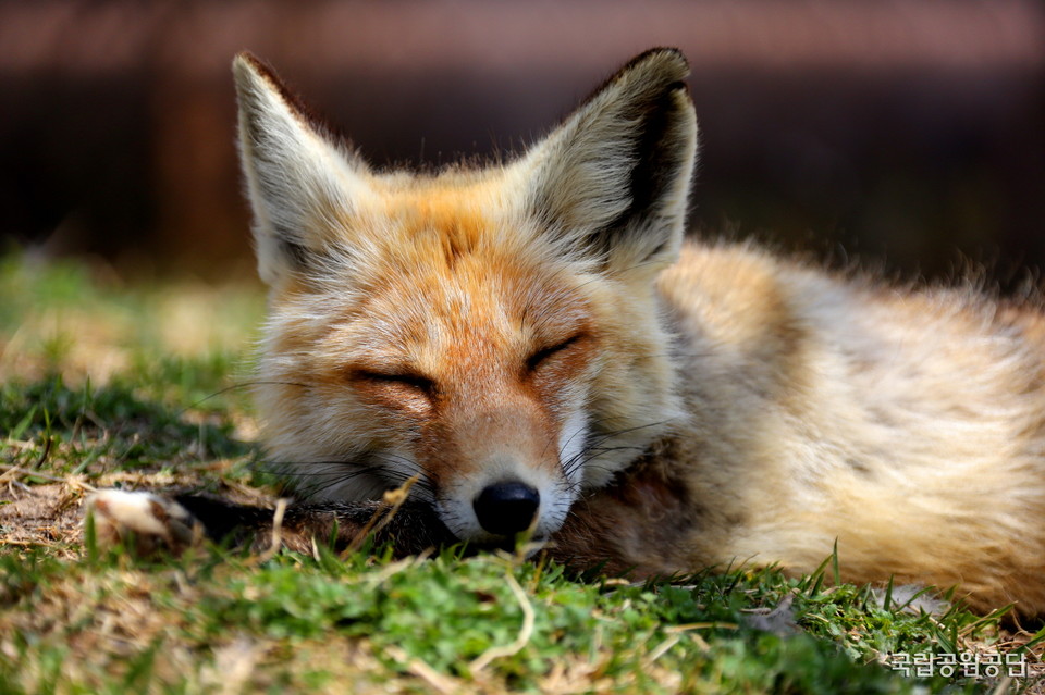 ▲ 소백산에 방사된 여우. 사진=국립공원제공