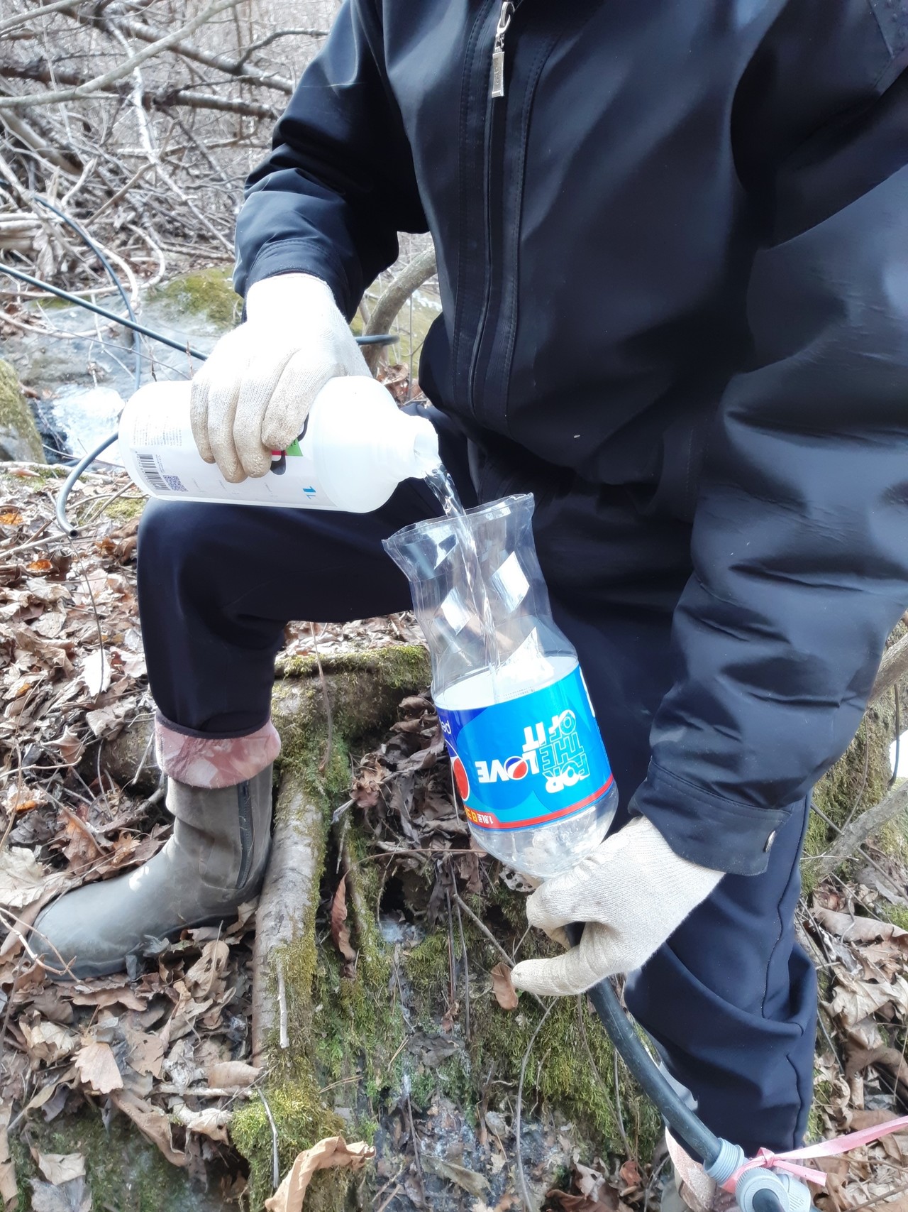▲ 고로쇠 수액 연결 호수를 소독하는 산촌주민. 사진=단양국유림관리소제공