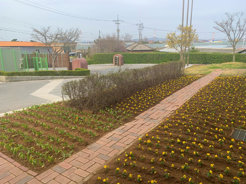 예산군장애인종합복지관 화단에 조성 된 팬지꽃