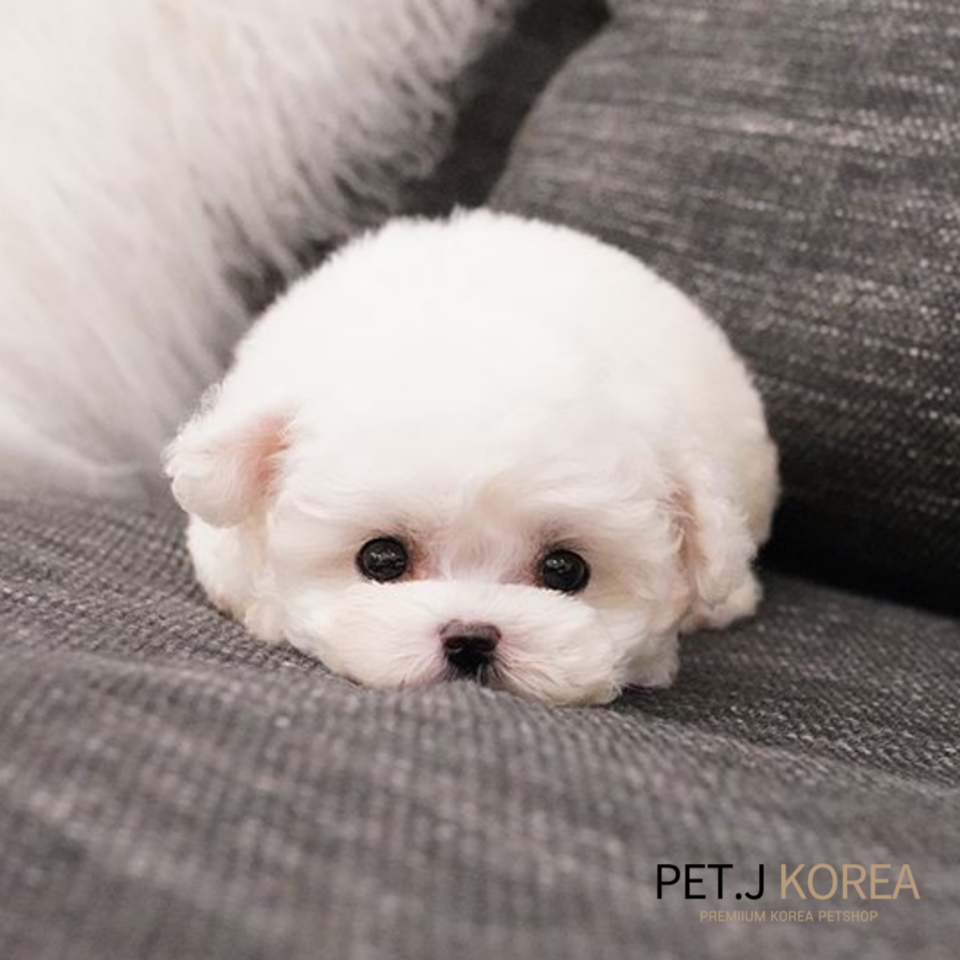 강아지분양 전문브랜드 '펫제이', 비숑프리제 분양 등 수요 높은 견종 보유해 강아지분양 전문브랜드 '펫제이', 비숑프리제 분양 등 수요 높은 견종 보유해