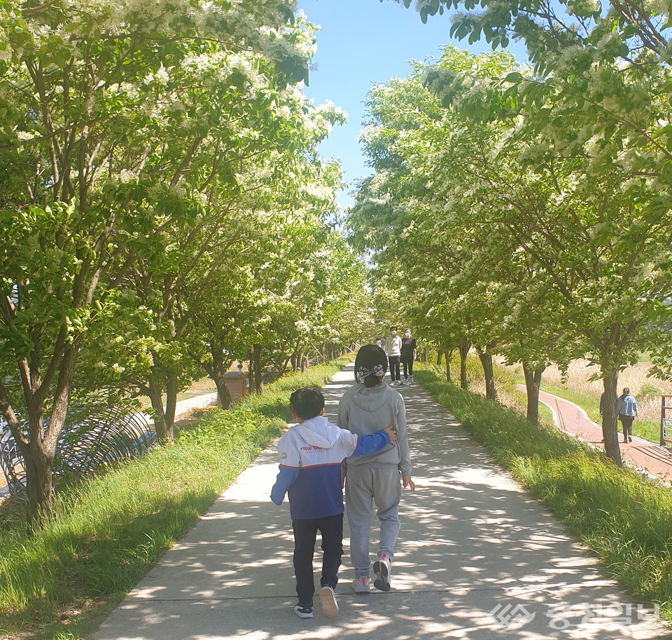 ▲ 14일 주민들이 충북 진천군 진천읍 성석리 이팝나무 가로수길을 산책하고 있다.