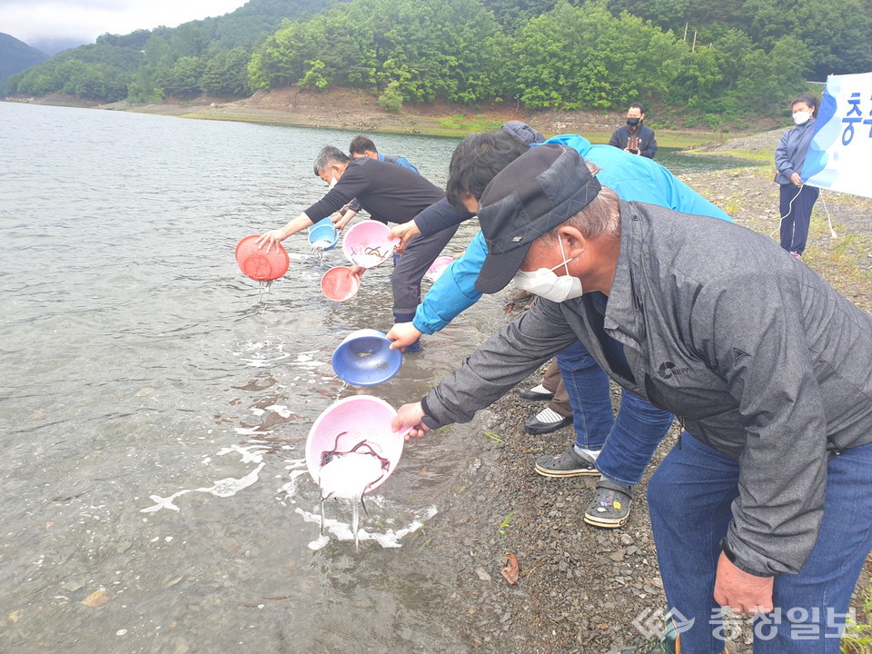 ▲ 뱀장어 치어 방류 모습.