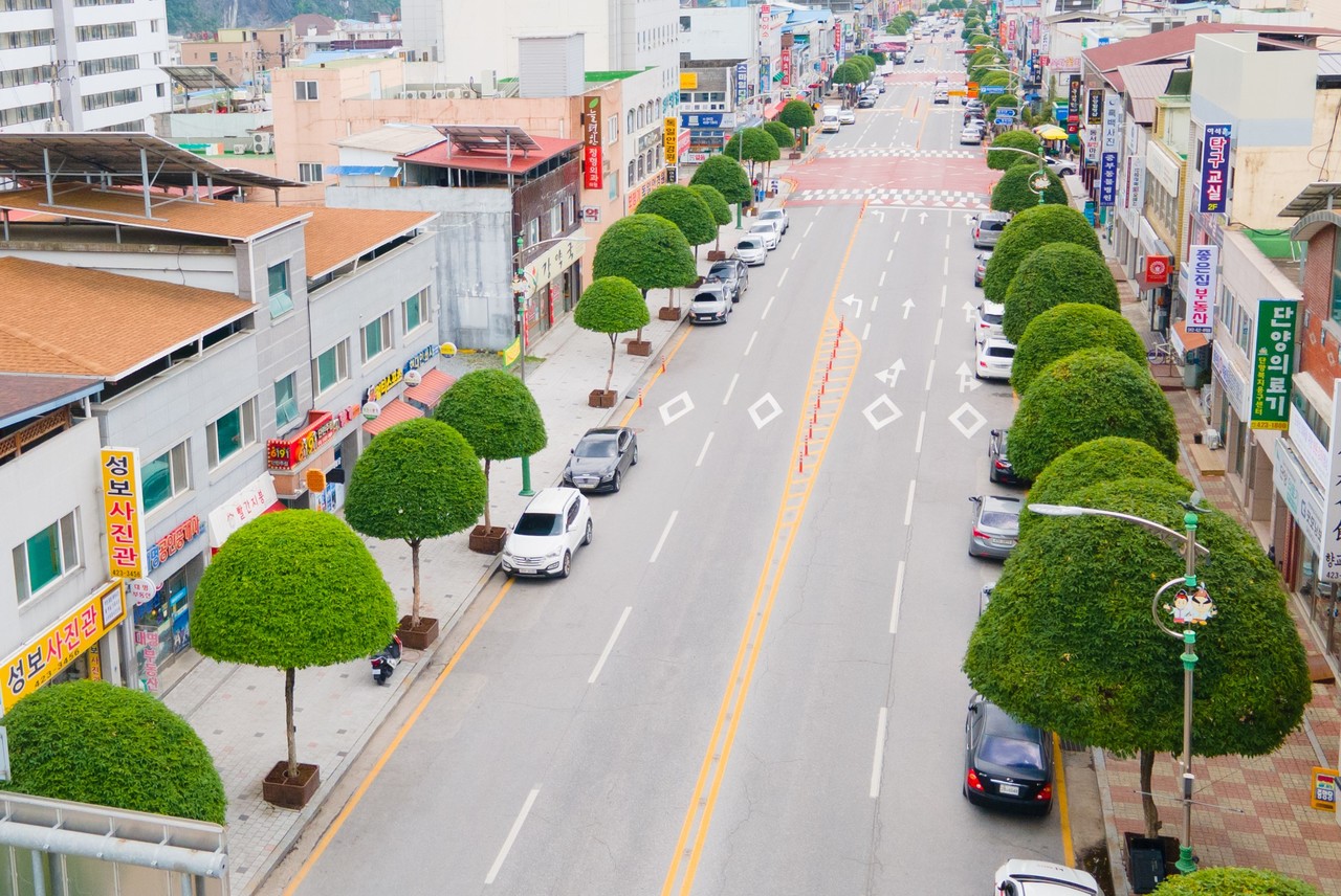 ▲ 단양읍 도심 복자기 가로수. 사진=단양군제공