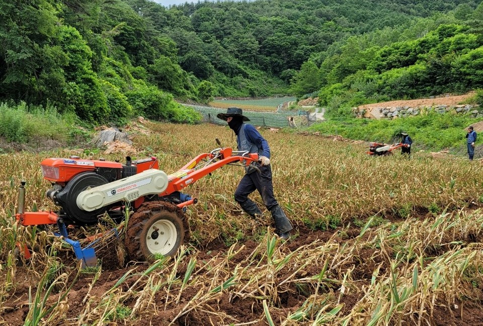 ▲ 최근 마늘 수확을 돕고 있는 단양농기계인력지원단 모습. 사진=단양군제공