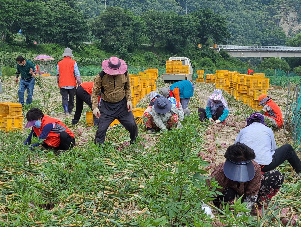 ▲ 안병만 회장과 회원들이 송계리 양파 밭에서 양파를 수확을 하고 있다. 사진=제천시제공