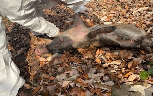 ▲ 월악산국립공원 내에서 발견된 야생멧돼지 폐사체. 사진=환경부제공