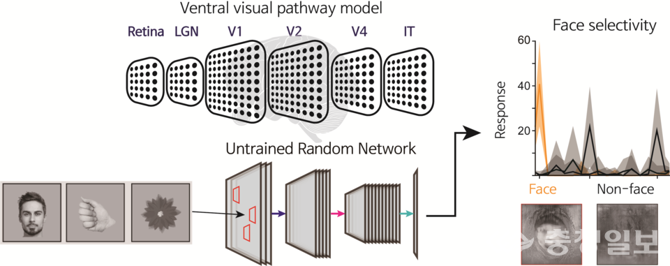 ▲ 무작위화 신경망 구조에서 자발적으로 발생하는 얼굴 선택성을 테스트하기 위한 계산적 모델 시뮬레이션