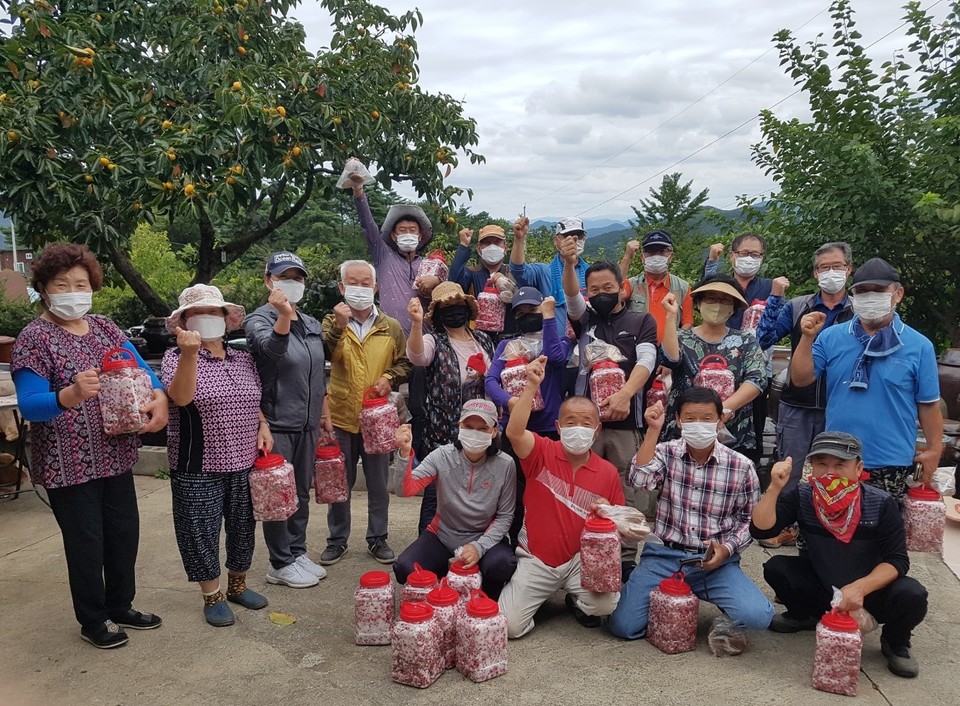 ▲ 지난해 귀농귀촌 체험자들이 단양에서 오미자를 수확해 청을 만드는 체험을 하고 있다. 사진=단양군제공