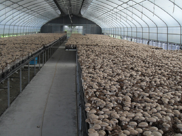 ▲ 표고버섯농가모습(산림소득_공모사업_참여하세요)