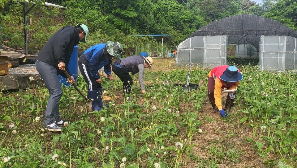 ▲ 단양에서 살아보기에 참여한 도시민들이 임산물 밭에서 농사체험을 하고 있다. 사진=단양군제공