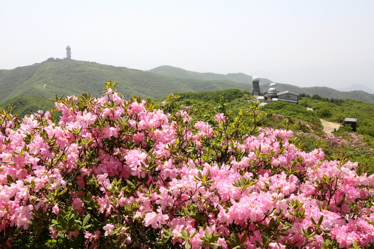 ▲ 소백산 연화봉에 만개한 연분홍빛 철쭉. 사진=소백산국립공원 북부사무소제공
