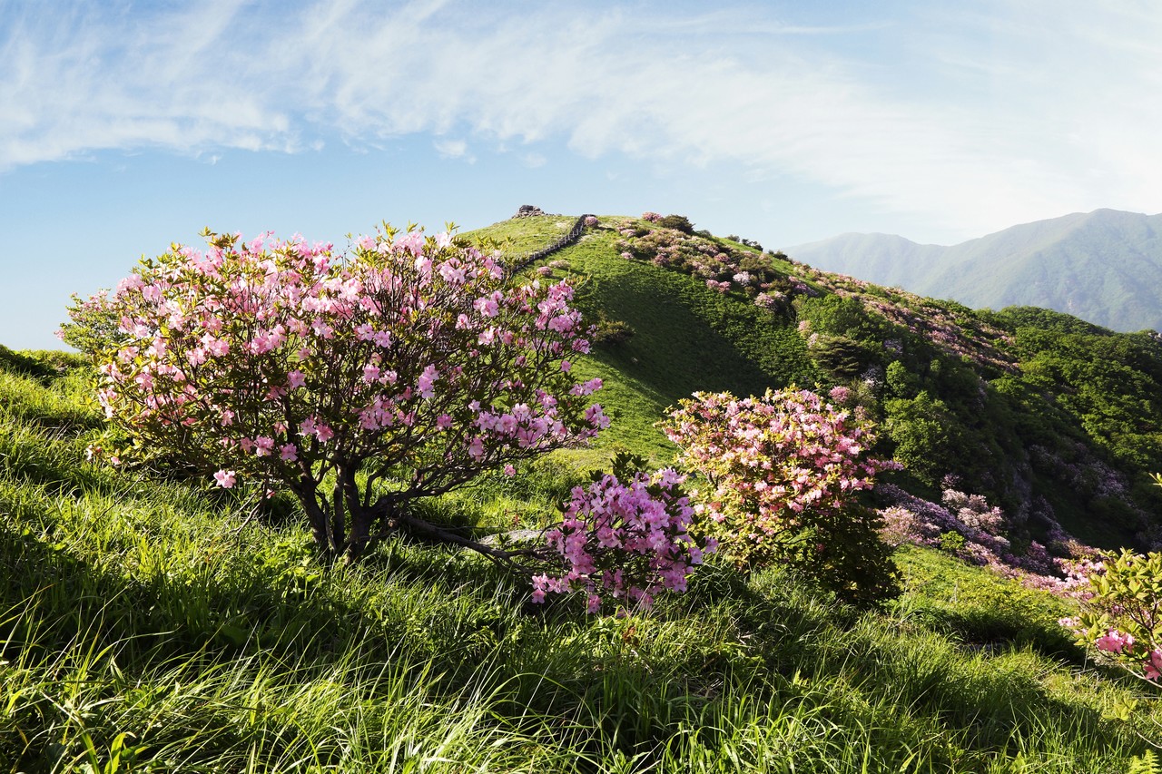 ▲ 소백산 비로봉에 꽃망울을 터트린 연분홍빛 철쭉. 사진=소백산국립공원 북부사무소제공