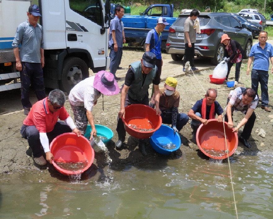 ▲ 보은군, 토종물고기 치어 38만마리를 대청호에 방류하고 있다.