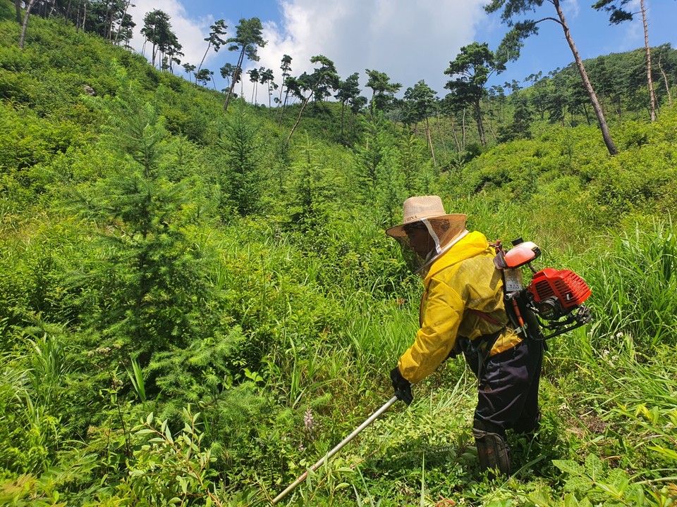 ▲ 풀베기 작업 중인 국유림영림단