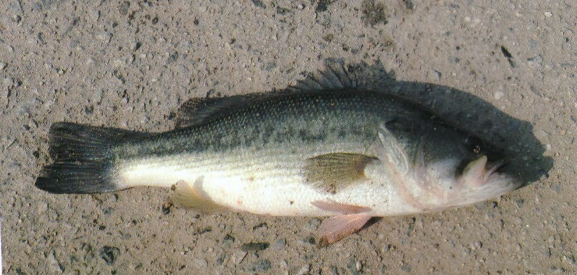   환경부 지정 생태계 교란 생물로 지정된 베스가 업성저수지에 서식하고 있다.(출처 업성저수지 생태도감)