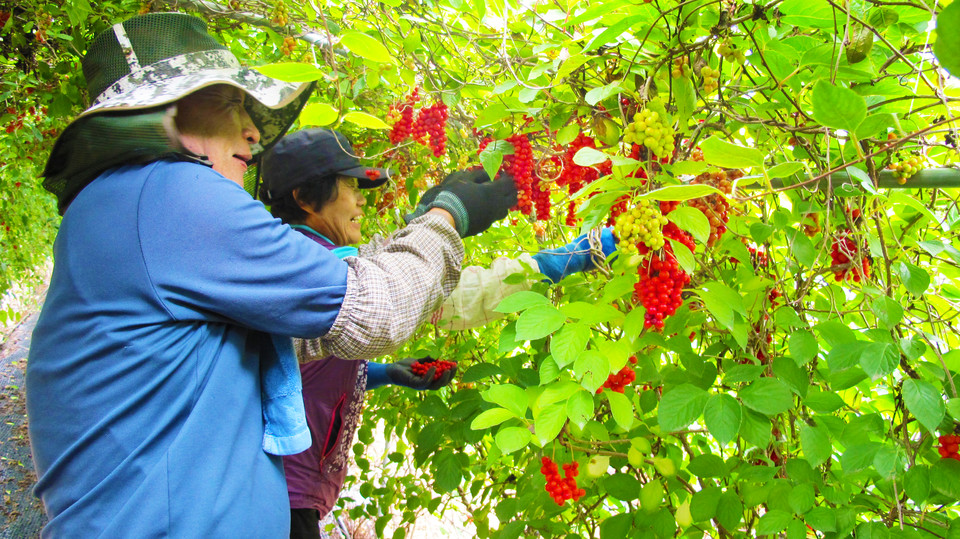 ▲ 단양오미자 농가가 수확에 한창이다. 사진=단양군제공