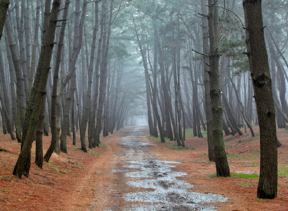 ▲ 해무와 해송 파도소리가 들리는 해변길 모습.