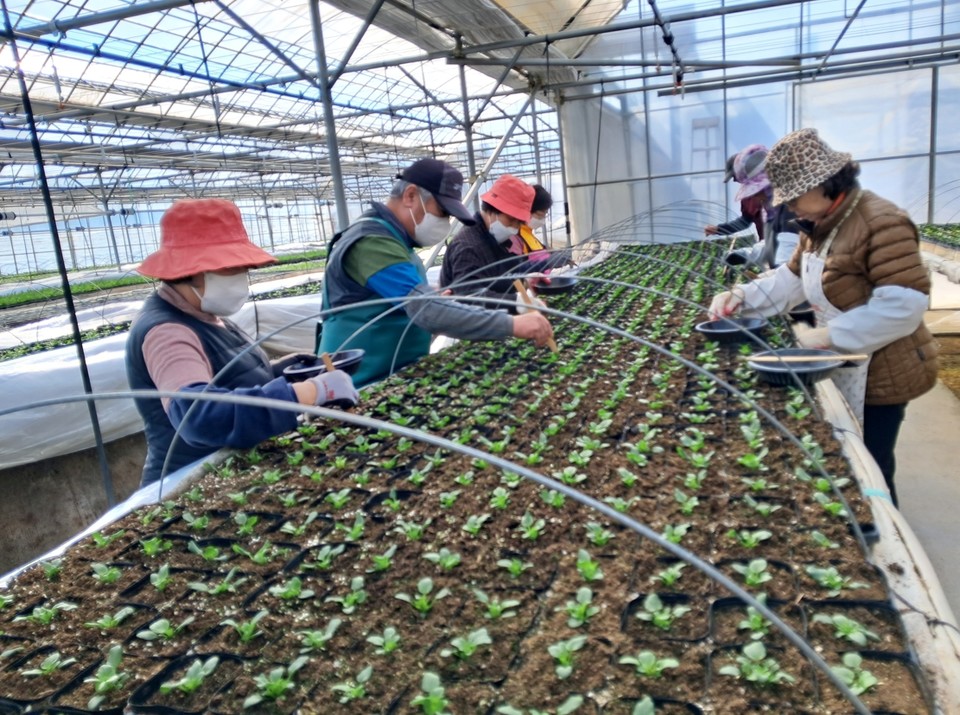 ▲ 청주시 곳곳에 식재될 봄꽃을 위해 월오동 꽃묘장에서 금어초, 가자니아, 팬지 등 봄꽃을 가꾸고 있다. 