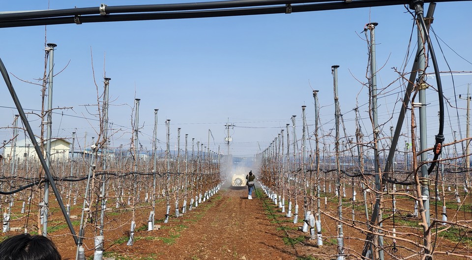 ▲ 단양 한 과수농가가 화상병 약제 방제를 하고 있다. 사진=단양군제공