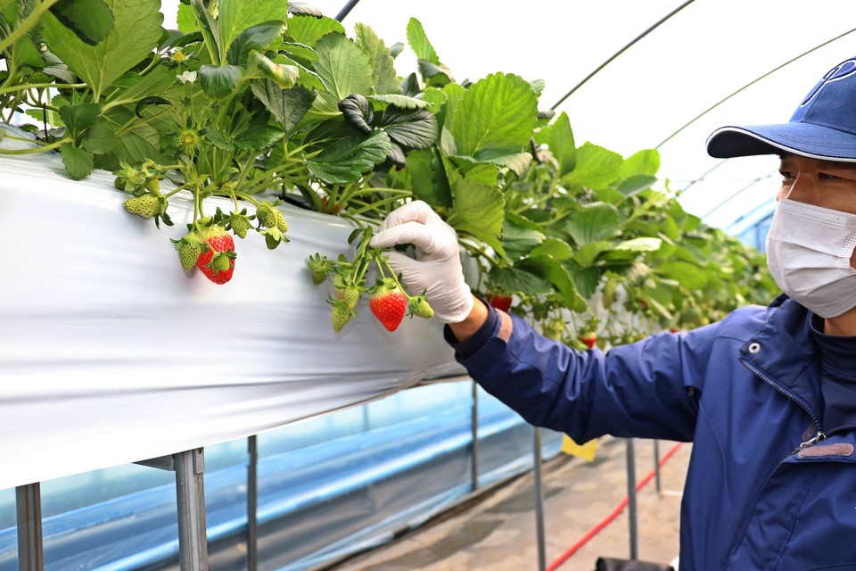 ▲ 충북 옥천군 청성면의 한 비닐하우스에서 농민이 딸기 생육상태를 살피고 있다.