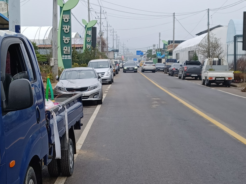 ▲ 27일 충북 옥천군 이원면 건진리 묘목유통센터 주변 도로가 묘목을 사려는 차량들로 빼곡하다.