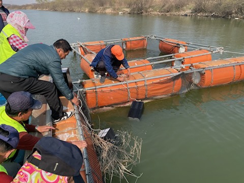 ▲ 빙어수정란1660만_립_이식모습