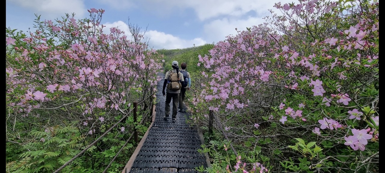 ▲ 지난 27일 단양소백산 제1연화봉에 만발한 철쭉. 사진=독자제공