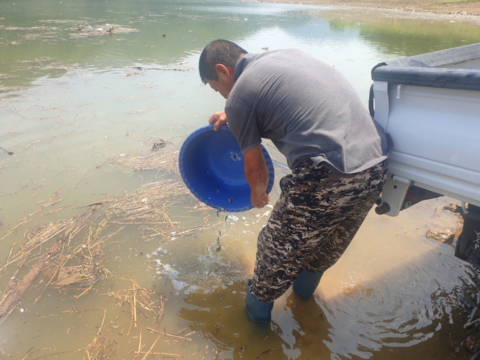 ▲  충주호에 쏘가리 치어를 방류하는 모습.