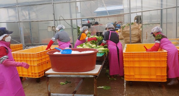 ▲ 절임배추 공동 생산현장./세종시제공