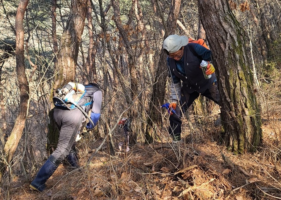 ▲ 예찰단이 소나무 재선충병 나무주사를 하고 있다. 사진=단양군제공