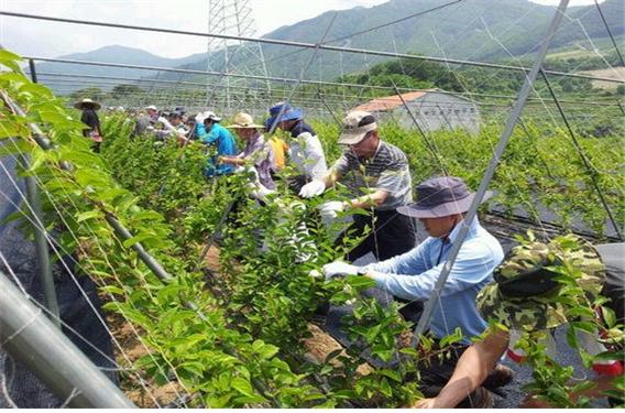▲ 지난해 농촌고용인력 중개 사업에 참여한 근로자들이 오미자 농가에서 작업을 하고 있는 모습. 사진=제천시제공