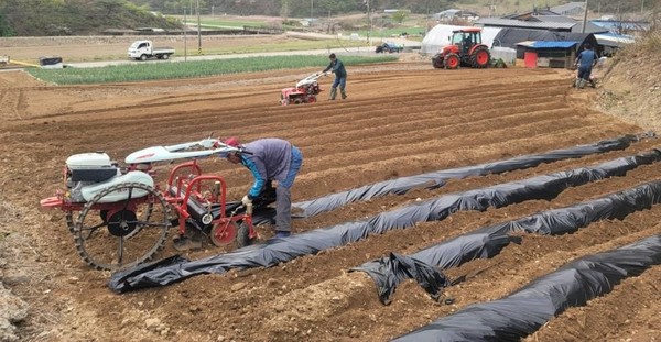 ▲ 지난해 농기계 인력지원 모습. 사진=단양군제공