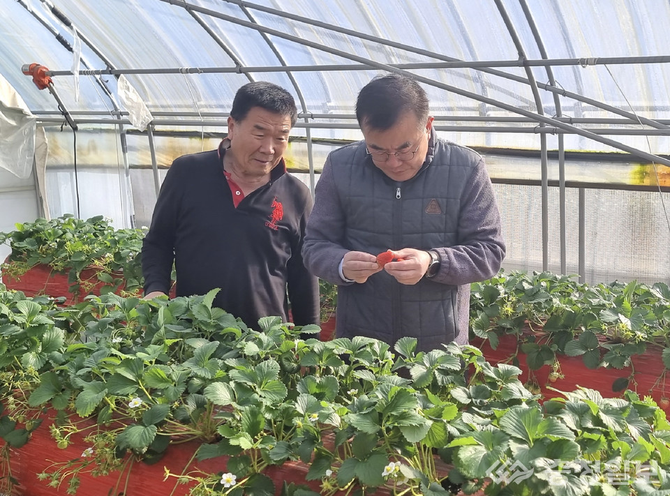 ▲ 최영준 농협 충주시지부장(오른쪽)이 18일 한 딸기 농가를 찾아 작황을 점검하고 있다.