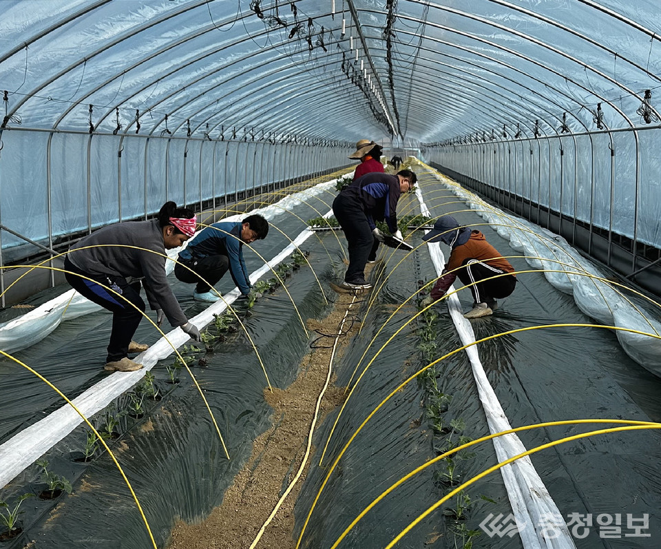 ▲ 충북 진천군의 한 농가에서 ‘중소형 수박’을 정식하는 모습.
