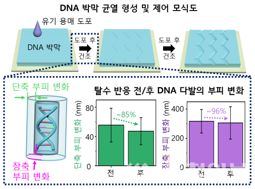 ▲ DNA 박막 위 균열 형성 및 제어 메커니즘 모식도