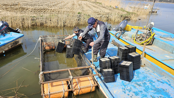 ▲ 빙어수정란1040만립이식(수산자원)