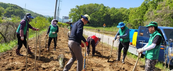 ▲ 광시면 무궁화 식재 행사 사진