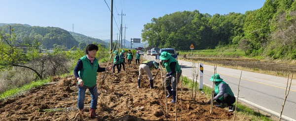 ▲ 광시면 무궁화 식재 행사 사진