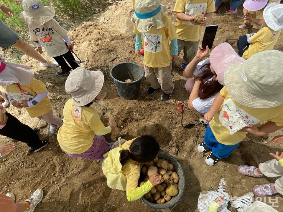 ▲ 드림텃밭에서 키운 감자, 맛있는 나눔