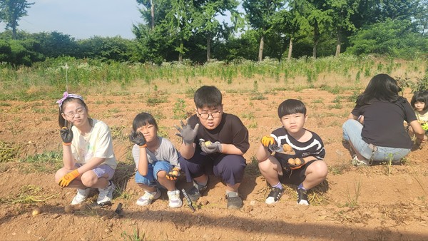 ▲ 예산 양신초, 정성껏 가꾼 감자를 수확해요!