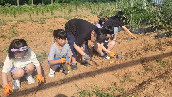 ▲ 예산 양신초, 정성껏 가꾼 감자를 수확해요!