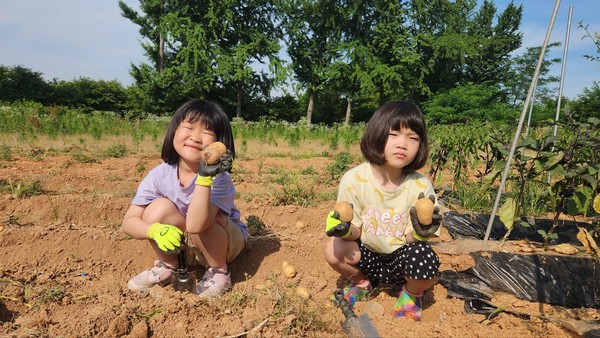 ▲ 예산 양신초, 정성껏 가꾼 감자를 수확해요!