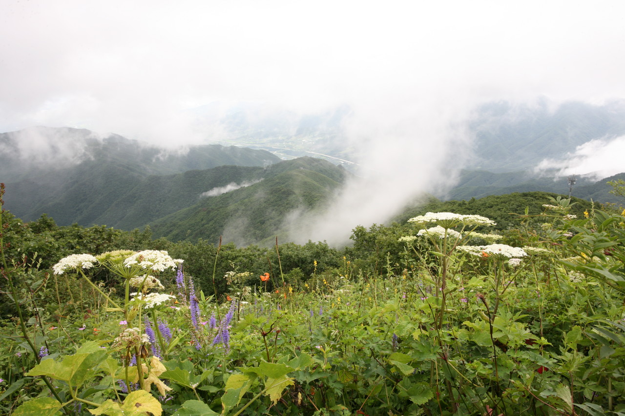▲ 최근 단양소백산 제2연화봉에 꽃망울을 터트린 여름 들꽃. 사진=독자제공