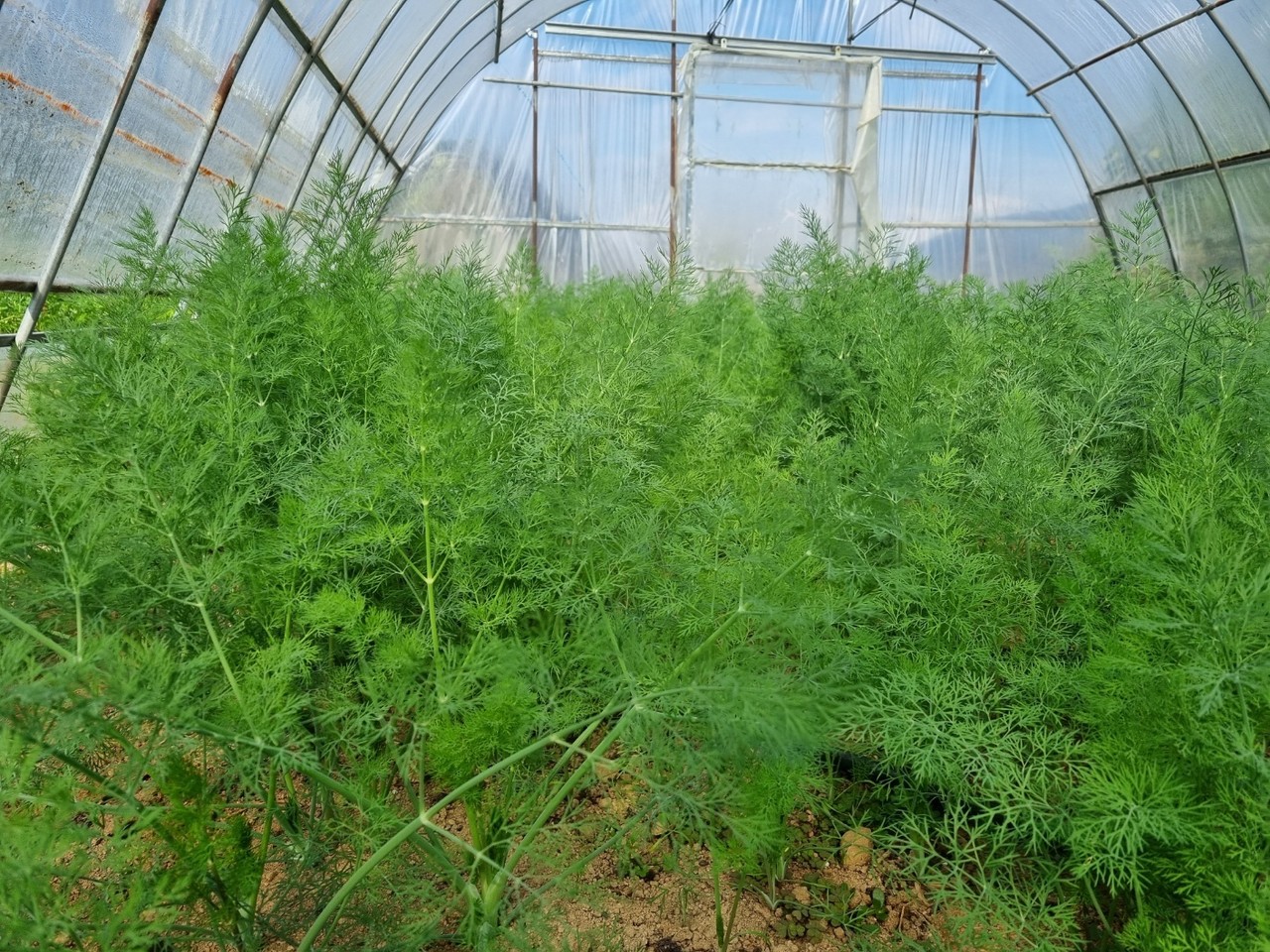 제천 맑푸시, ‘허브 채소 딜(dill)’ 음식 개발
