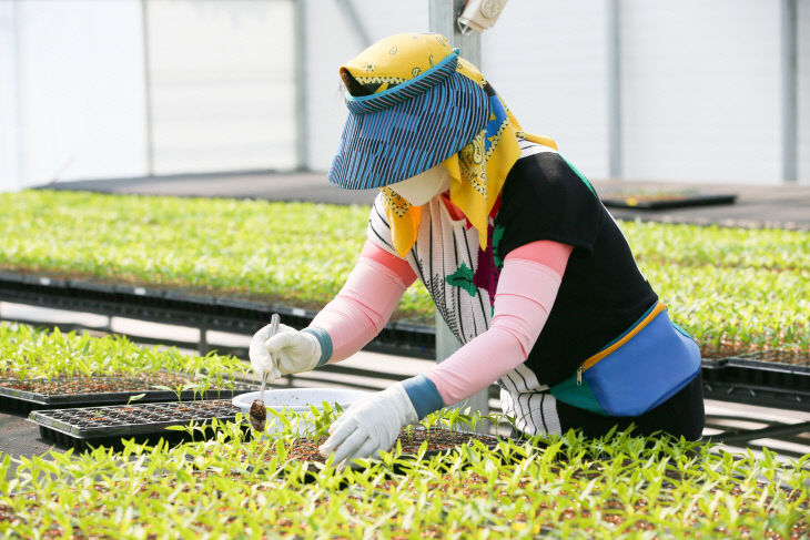 ▲ 단양 제2육묘장에서 파종된 고추 묘를 관리하는 직원. 사진=단양군제공