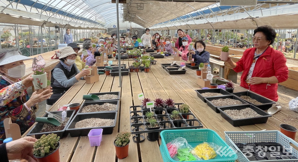 ▲ 계룡시 노인맞춤돌봄서비스 다육만들기