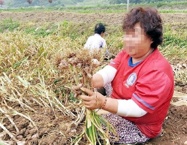 ▲ 지난해 한 농가가 마늘을 수확하고 있는 모습. 사진=단양군제공