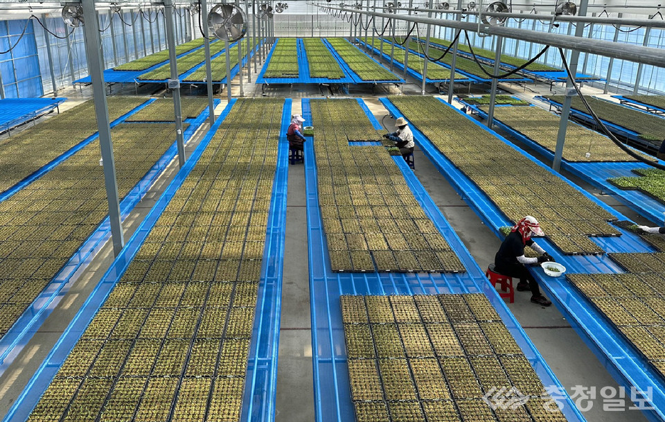 ▲ 단양군 육묘장 내부에 고추묘가 자라고 있다.